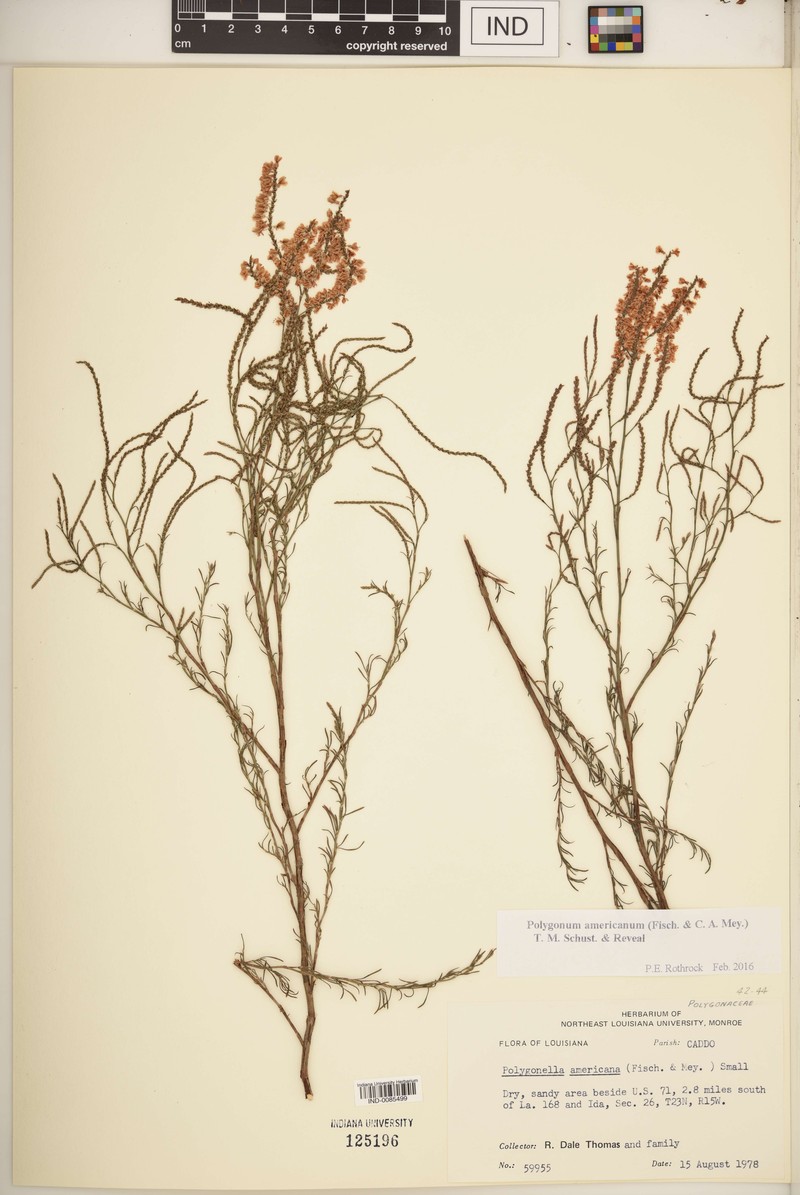 Southern Jointweed photo 5