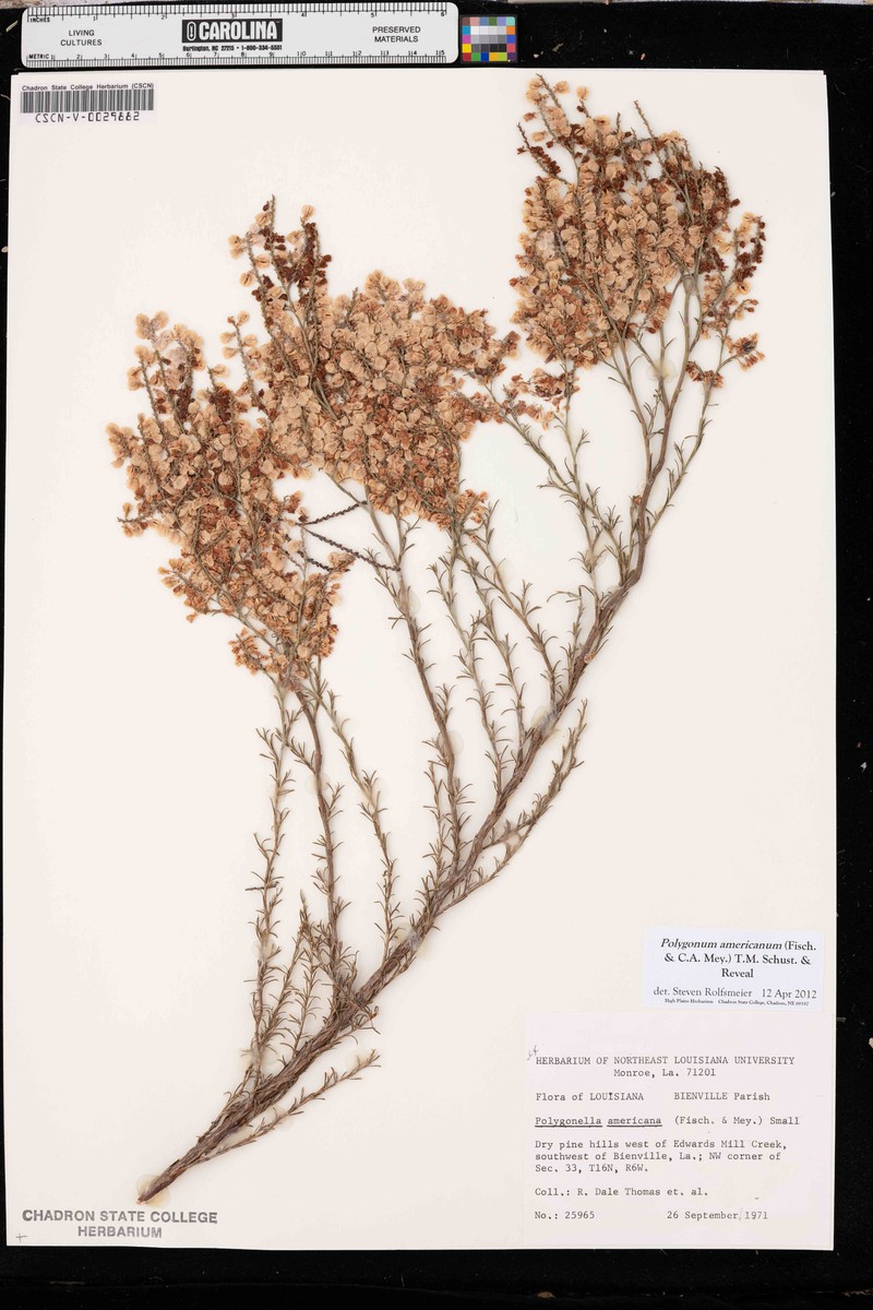 Southern Jointweed photo 6