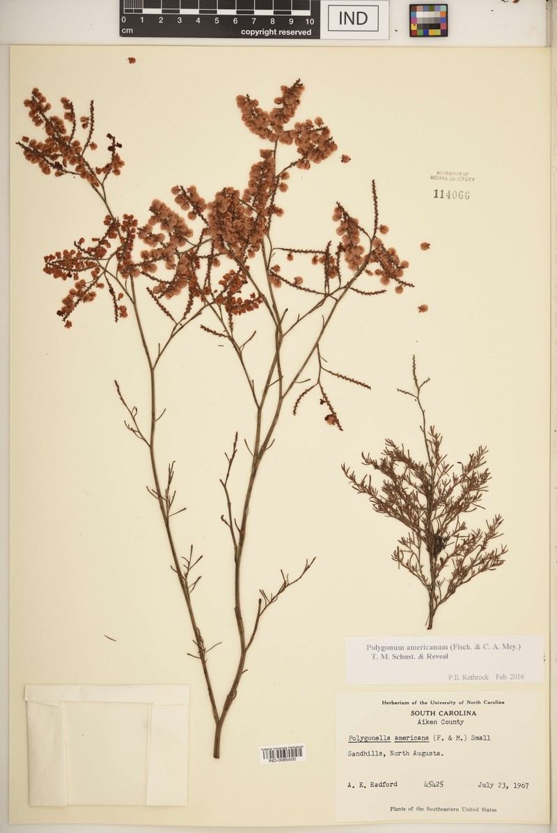 Southern Jointweed photo 7