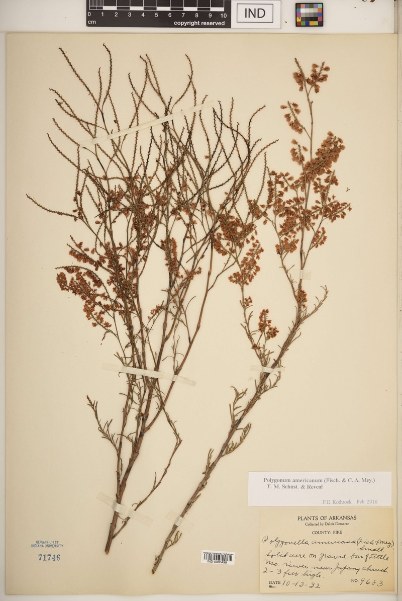 Southern Jointweed photo 8