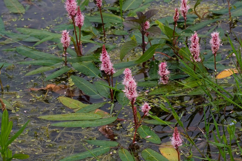 Water Knotweed