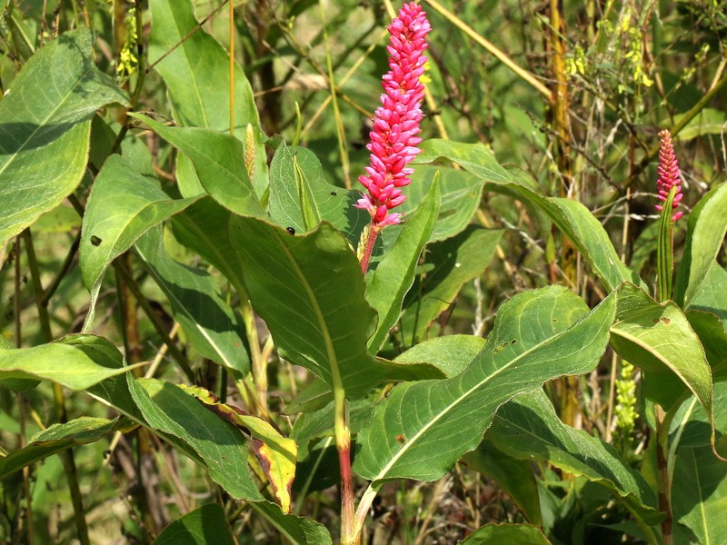 Water Knotweed photo 2