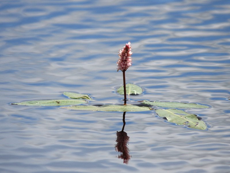 Water Knotweed photo 3