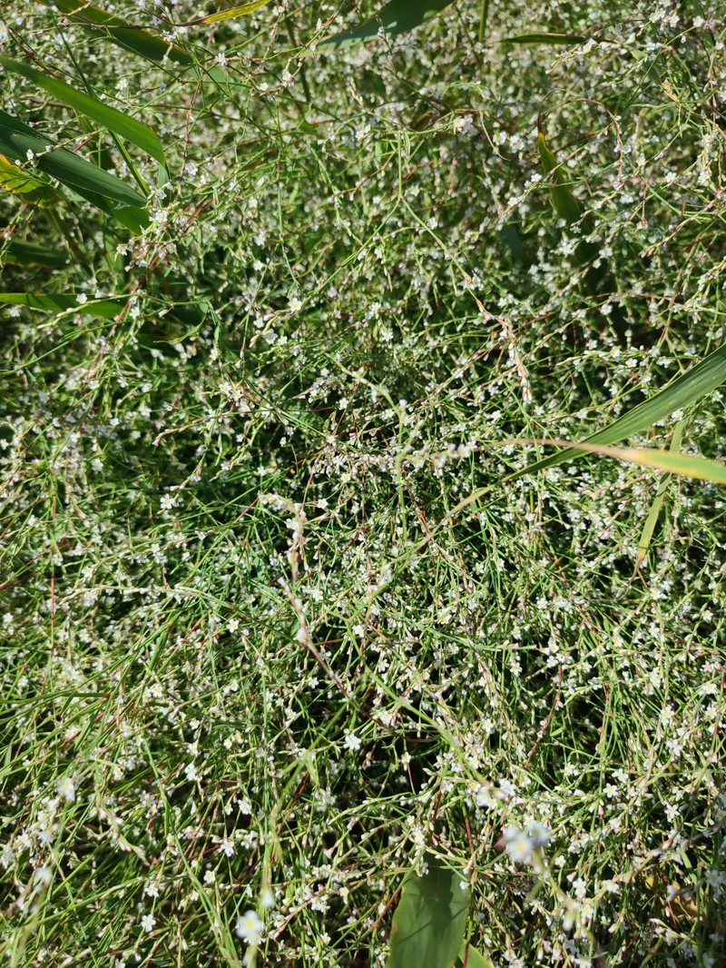 European Knotweed photo 2