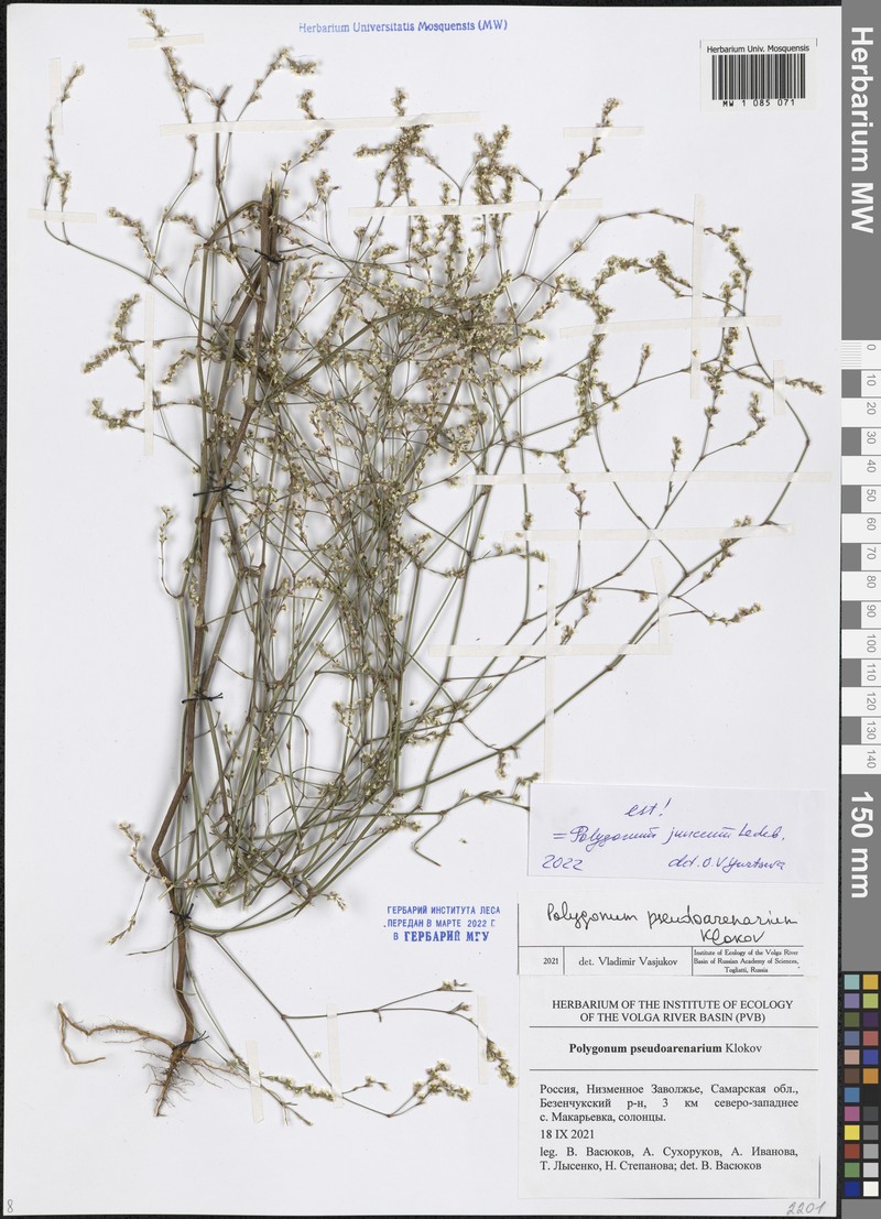 Polygonum arenarium subsp. arenarium