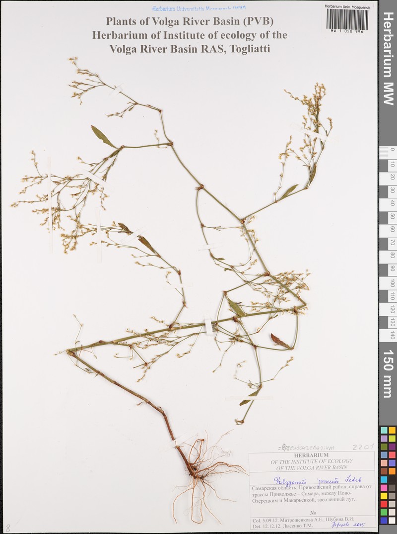 Polygonum arenarium subsp. arenarium photo 2