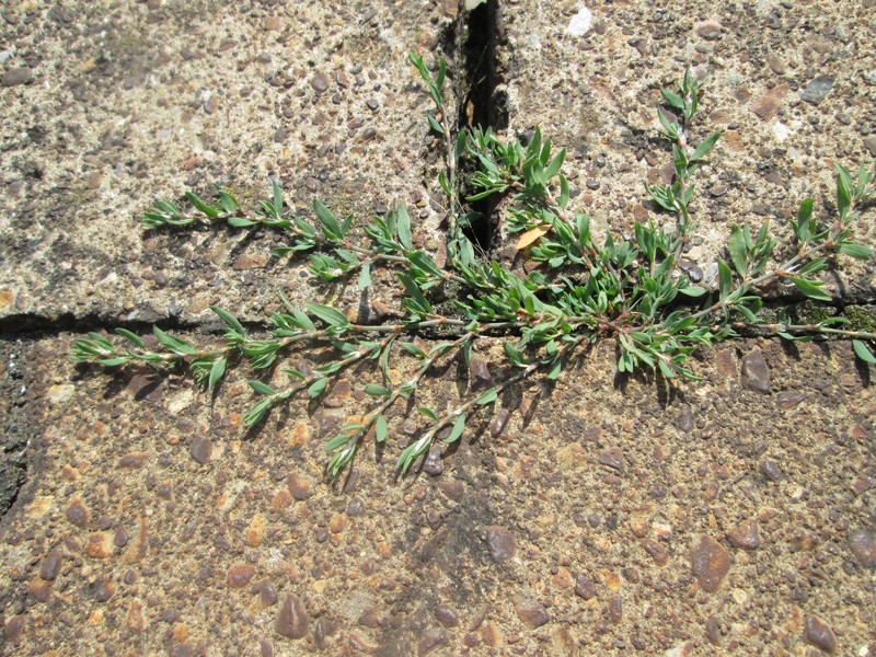 Oval-Leaf Knotweed photo 5