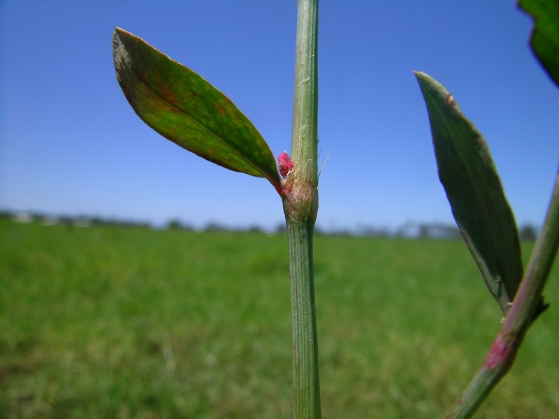 Oval-Leaf Knotweed photo 3