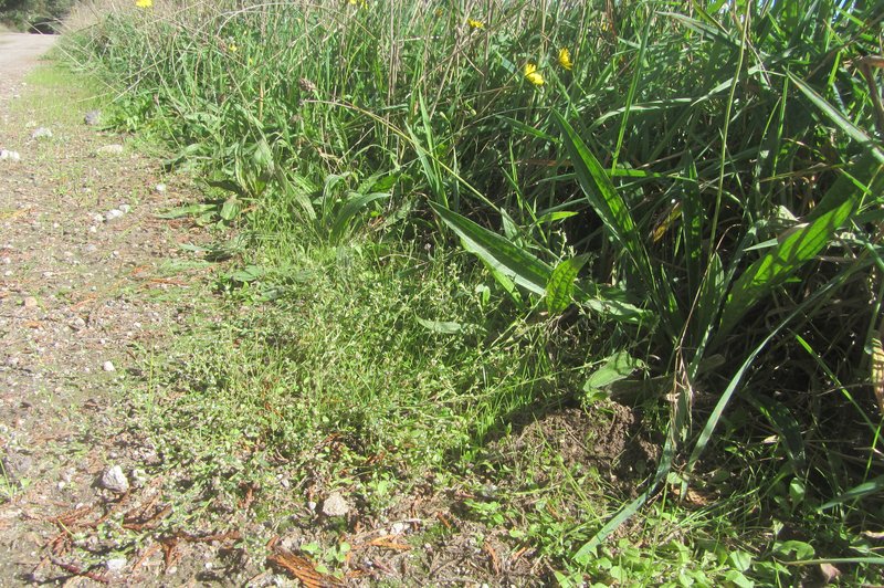Oval-Leaf Knotweed photo 6