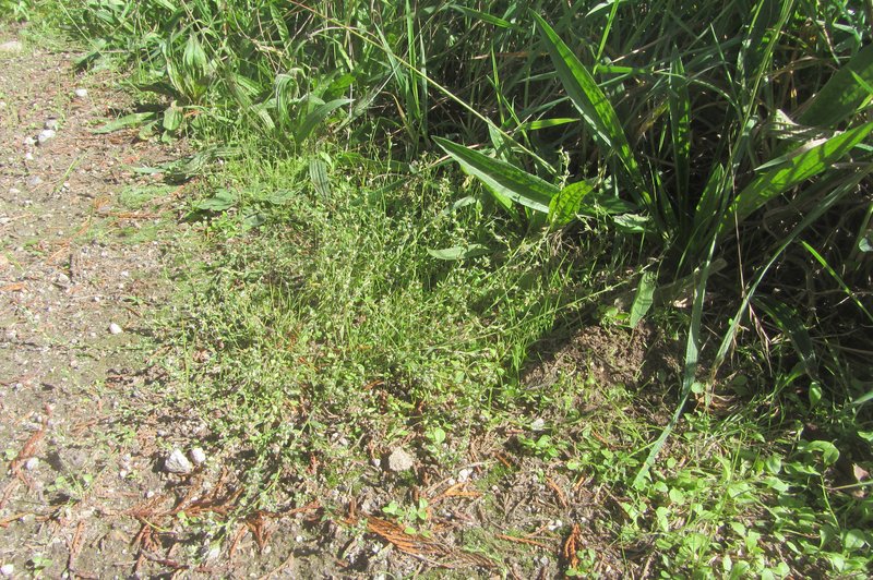 Oval-Leaf Knotweed photo 7
