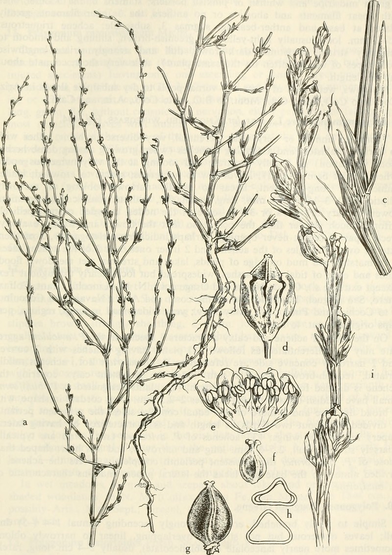 Silversheath Knotweed photo 4