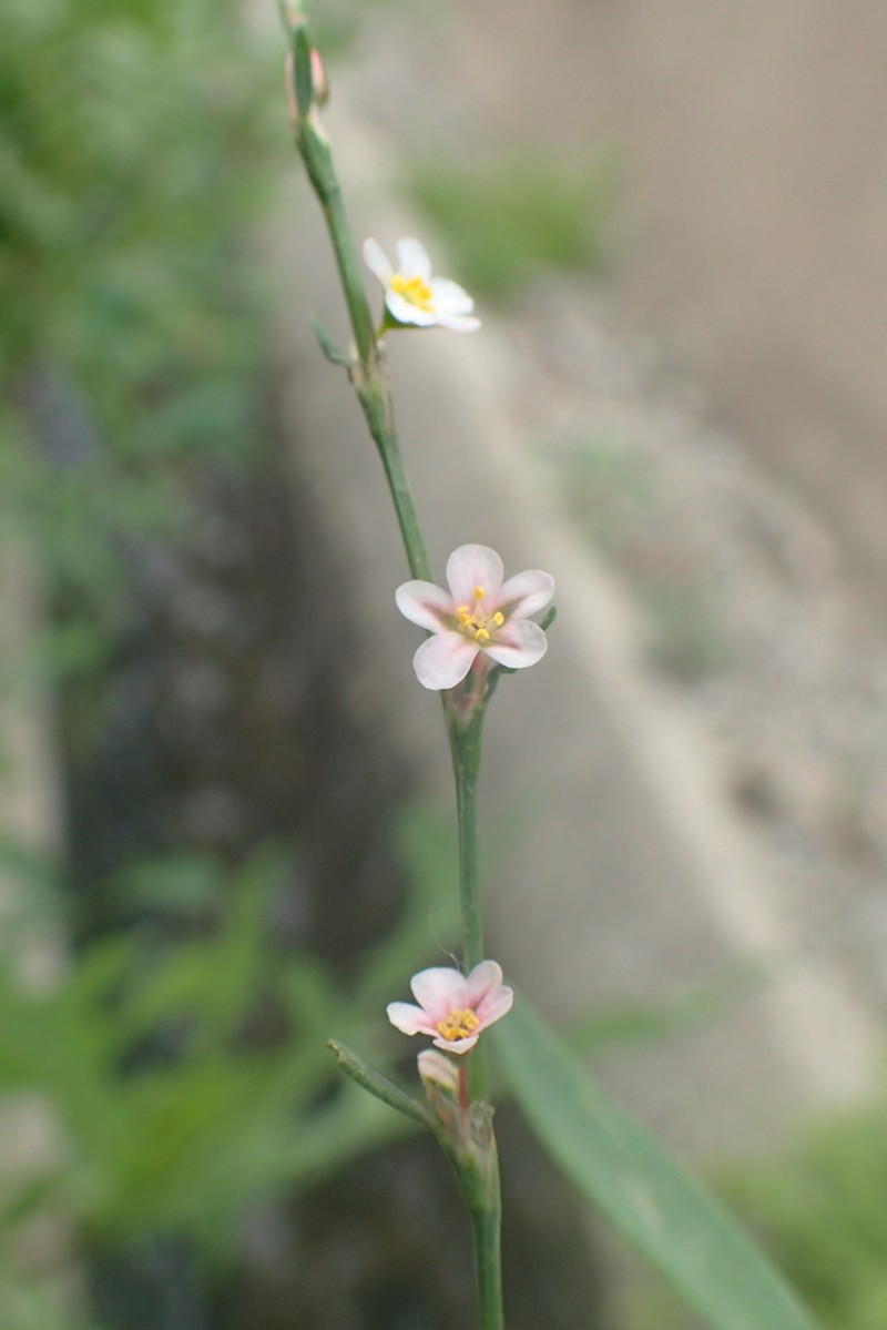 Silversheath Knotweed