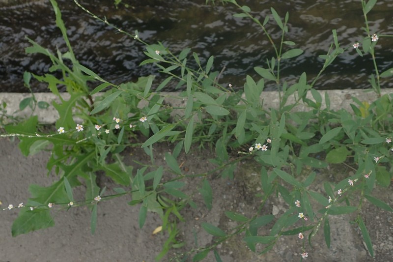 Silversheath Knotweed photo 2