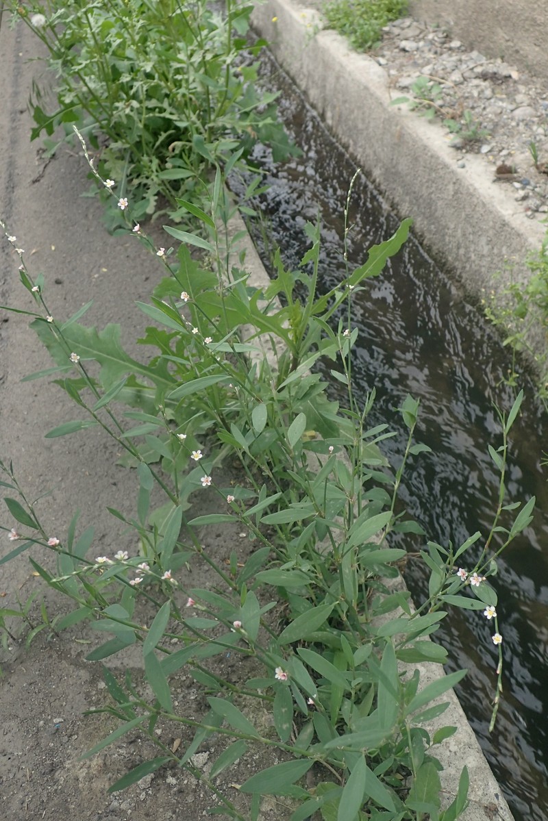 Silversheath Knotweed photo 3