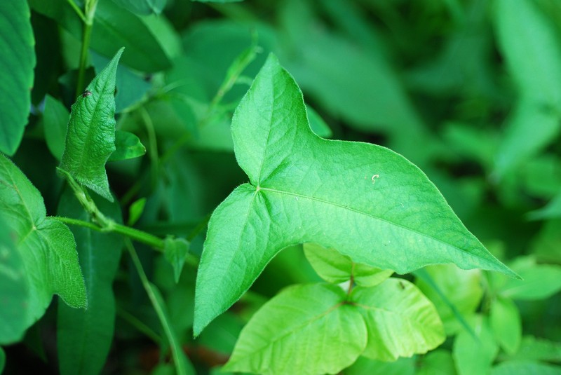 Halberdleaf Tearthumb photo 2