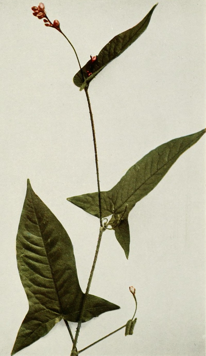 Halberdleaf Tearthumb photo 4