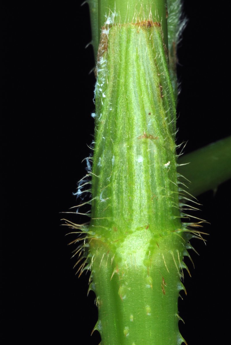 Halberdleaf Tearthumb photo 5