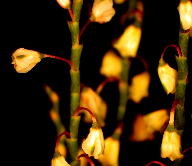 Coastal Jointweed photo 7