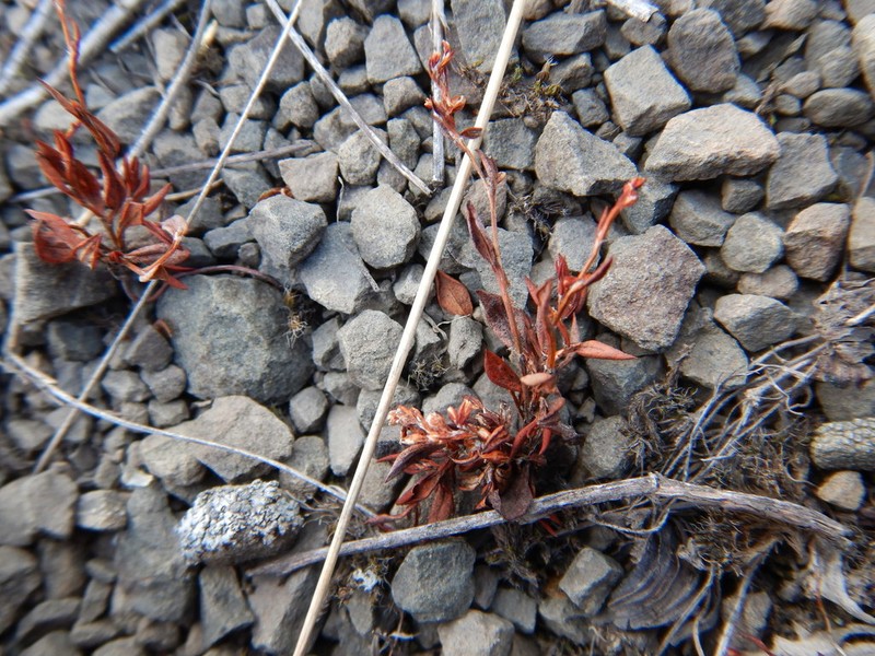 Polygonum austiniae