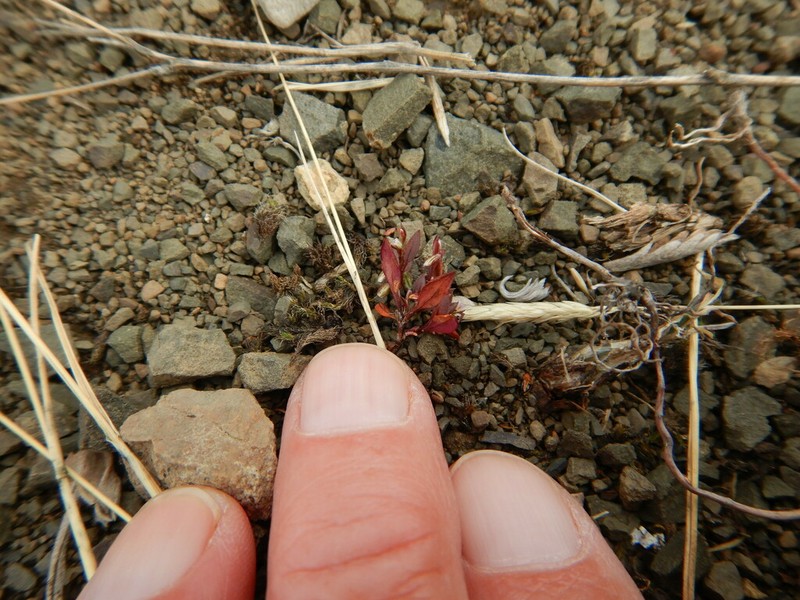 Polygonum austiniae photo 2