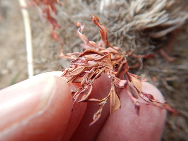 Polygonum austiniae photo 3