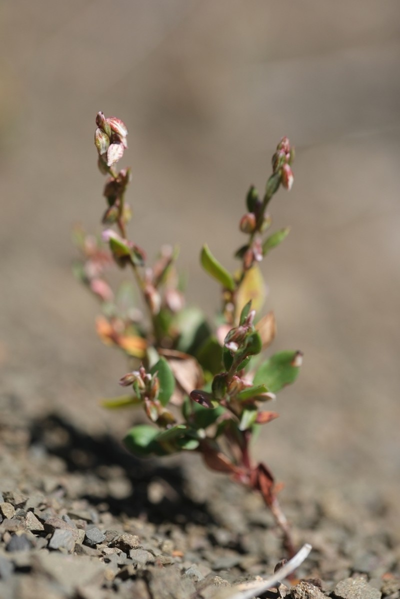 Polygonum austiniae photo 4