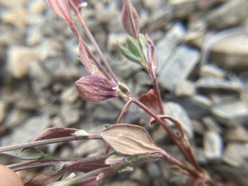 Polygonum austiniae photo 5