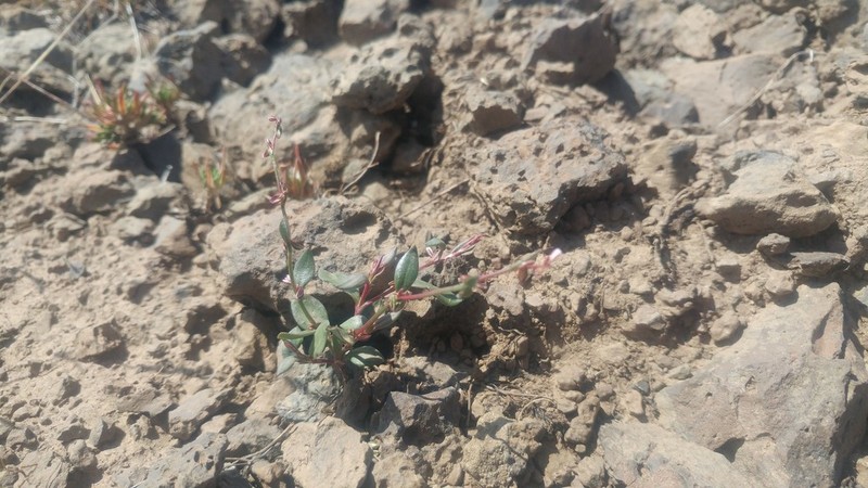 Polygonum austiniae photo 6