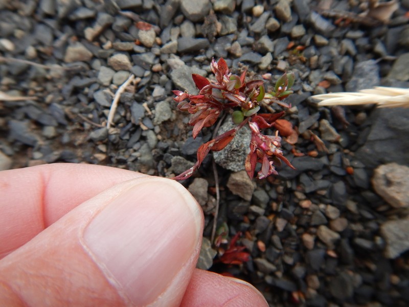 Polygonum austiniae photo 7