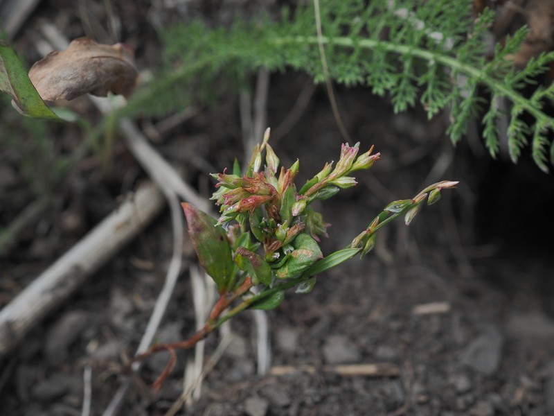 Polygonum austiniae photo 8