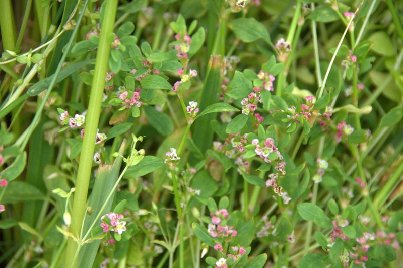 Prostrate Knotweed photo 4