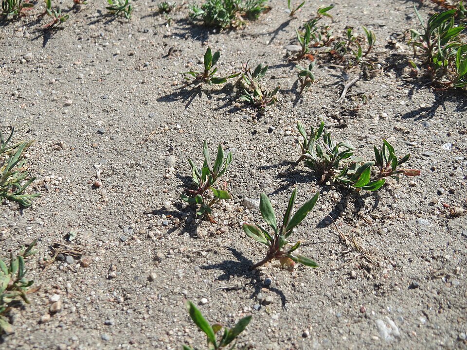 Prostrate Knotweed photo 6