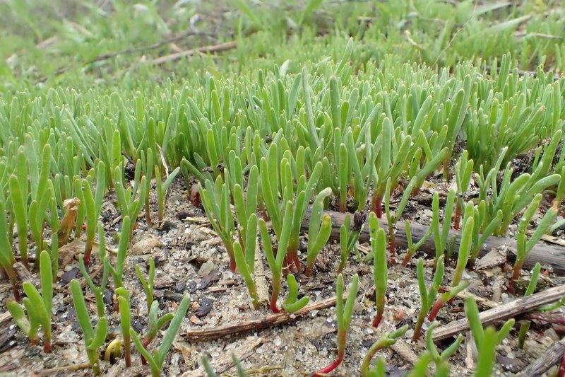 Prostrate Knotweed photo 7