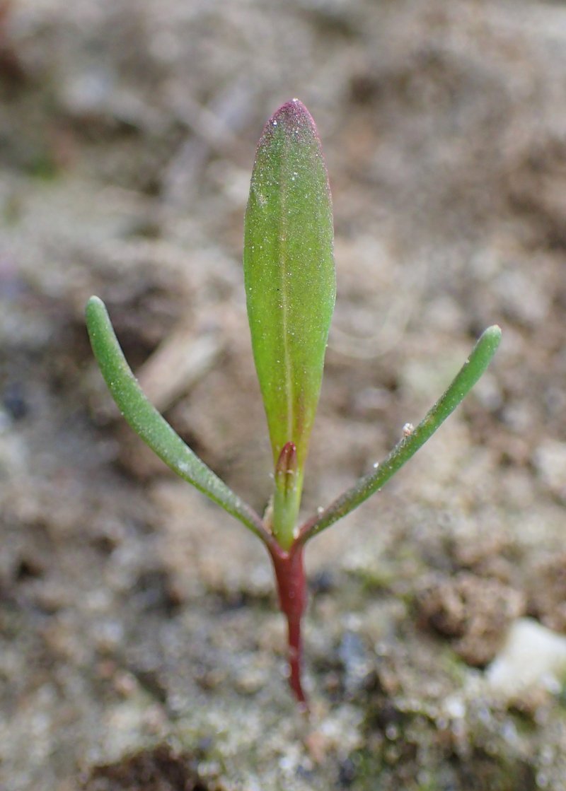 Prostrate Knotweed photo 8