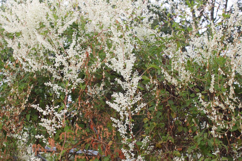 Bukhara Fleeceflower photo 2