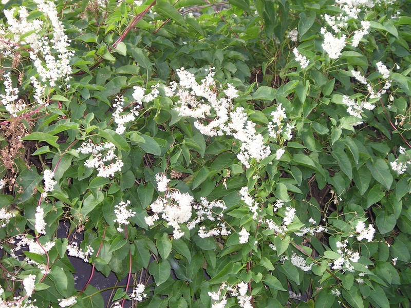 Bukhara Fleeceflower photo 3