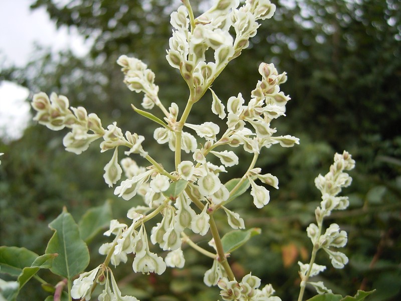 Bukhara Fleeceflower photo 4