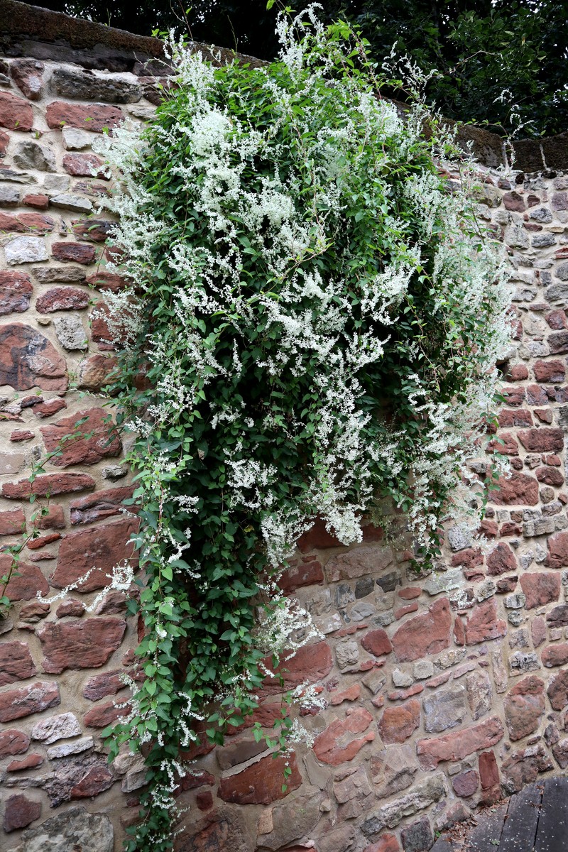 Bukhara Fleeceflower photo 5