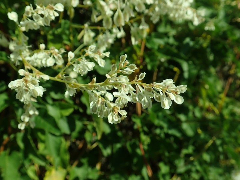 Bukhara Fleeceflower photo 6