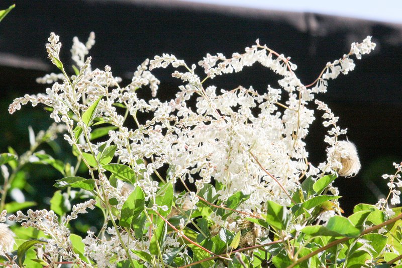 Bukhara Fleeceflower photo 7