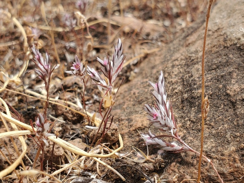Bidwell's Knotweed photo 2