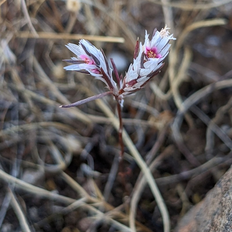 Bidwell's Knotweed photo 7