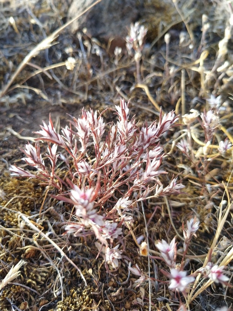 Bidwell's Knotweed photo 8
