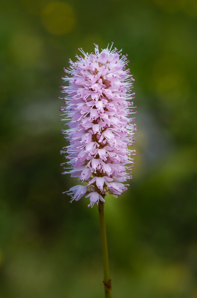 Meadow Bistort photo 3