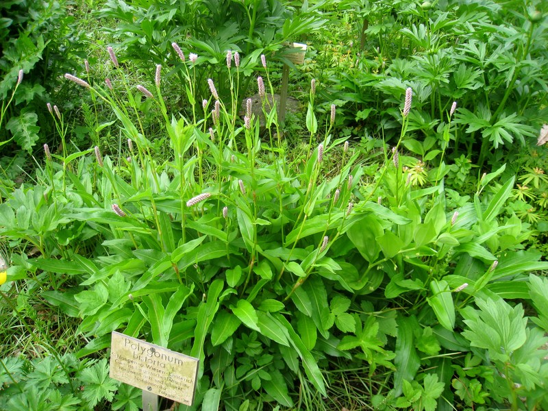 Meadow Bistort photo 2