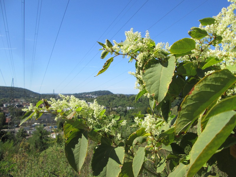 Bohemian Knotweed photo 2