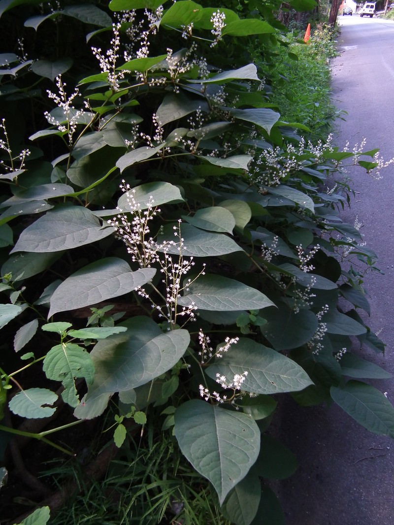 Bohemian Knotweed photo 3