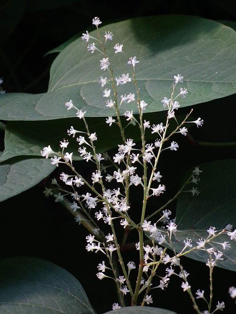 Bohemian Knotweed photo 4