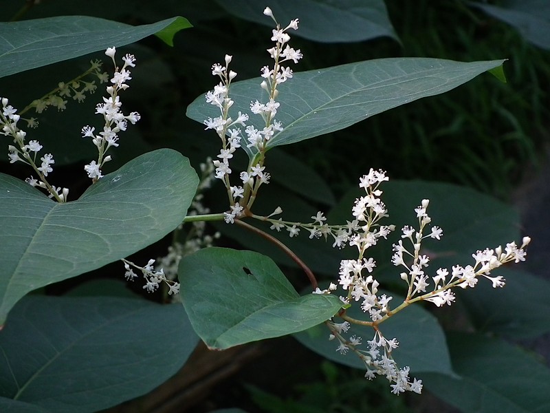Bohemian Knotweed photo 5