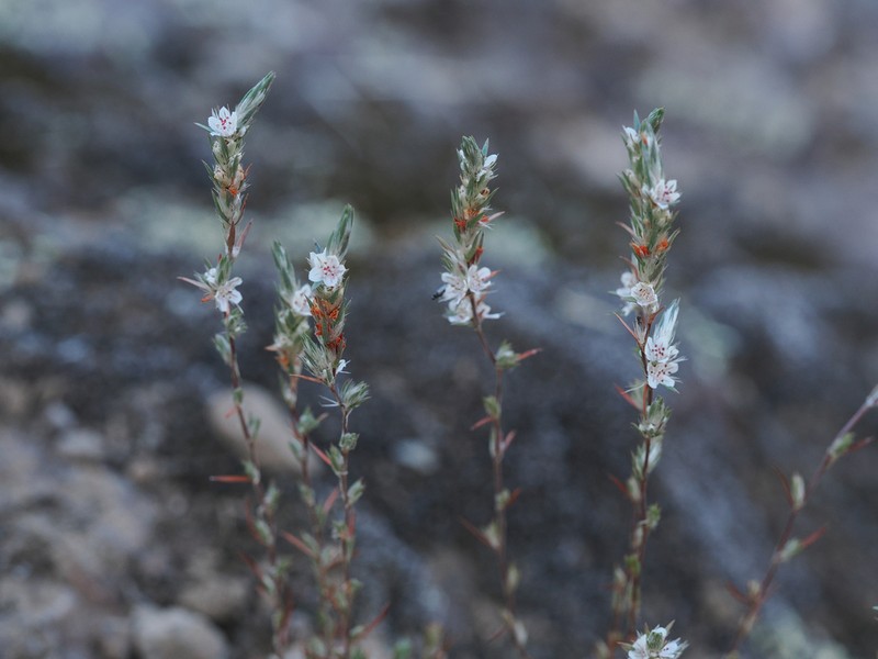 Bolander's Knotweed